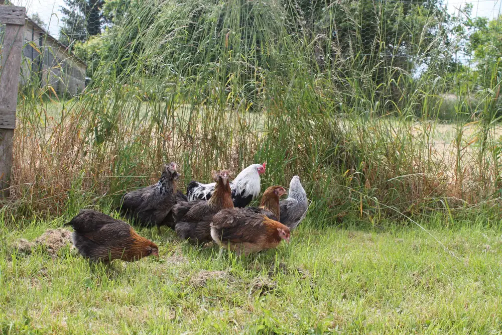 ARAUCANA