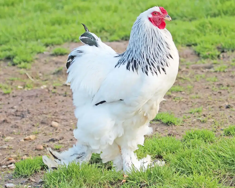 BRAHMA