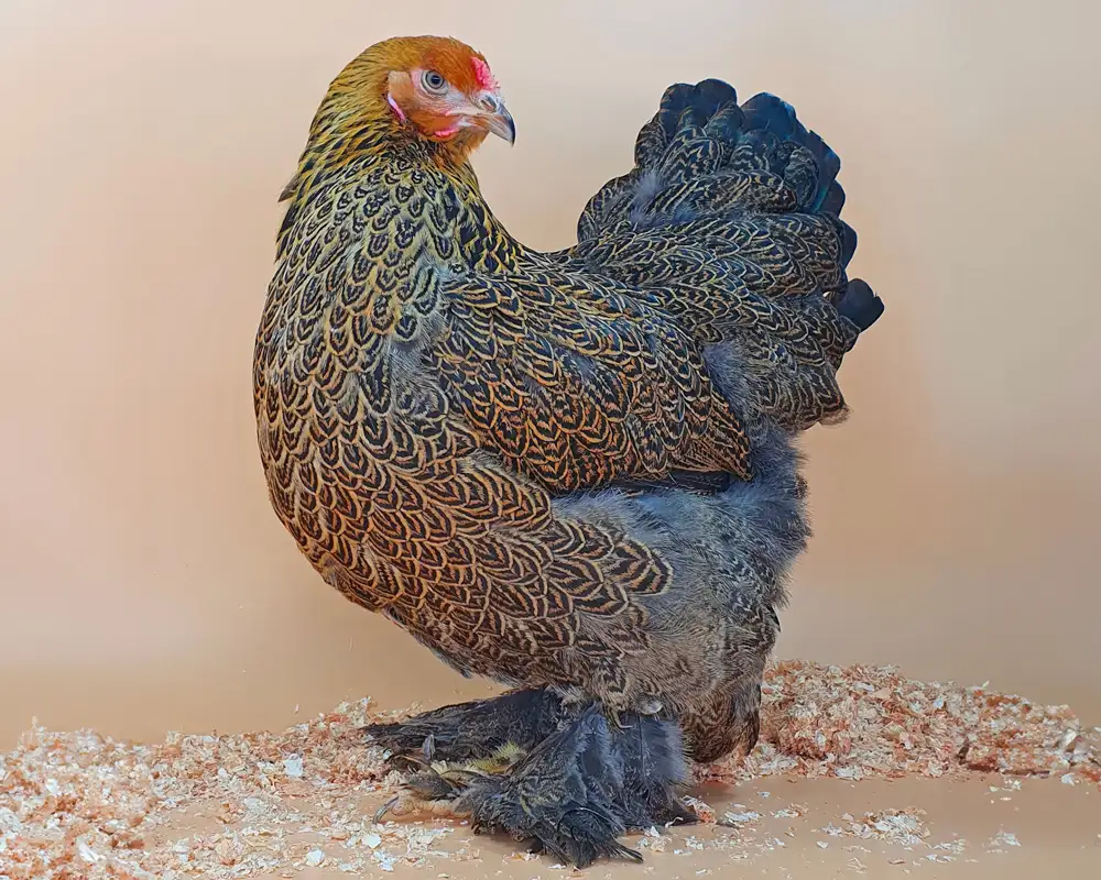 BRAHMA