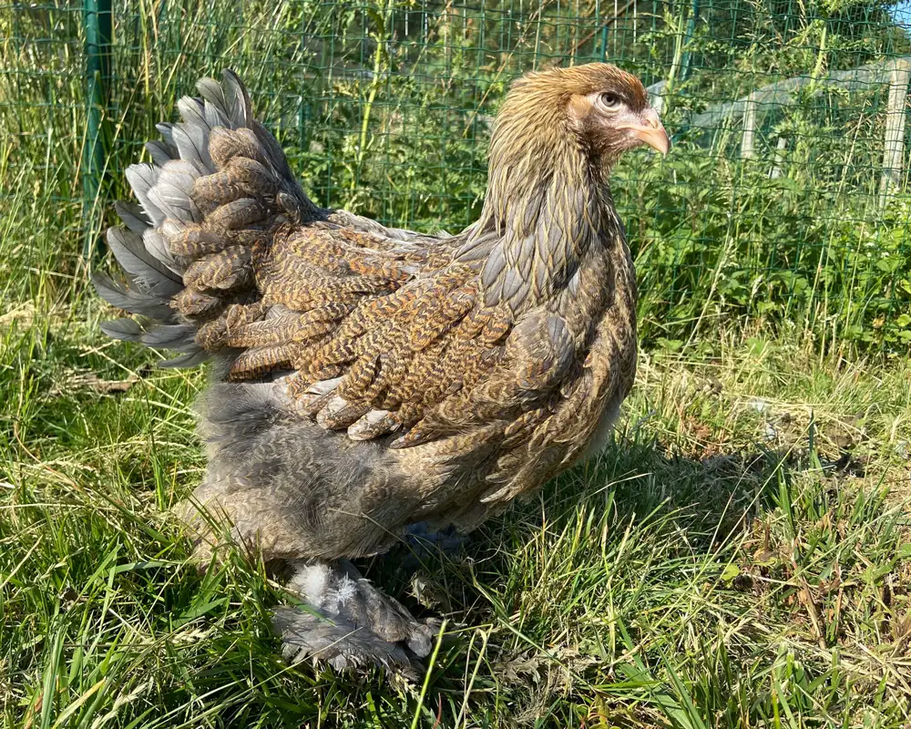 BRAHMA