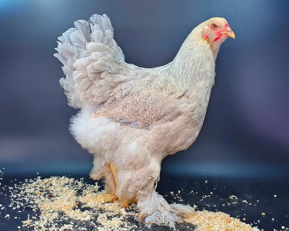 BRAHMA