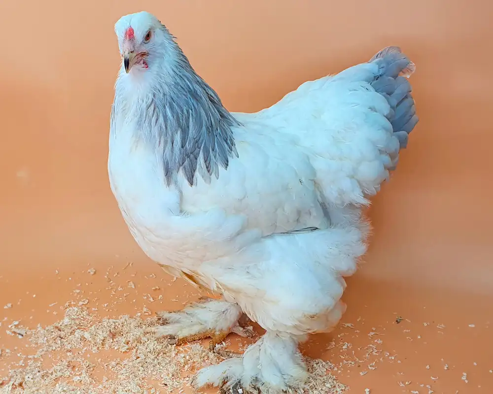 BRAHMA