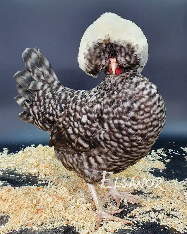 HOLLANDAISE naine à Huppe Blanche