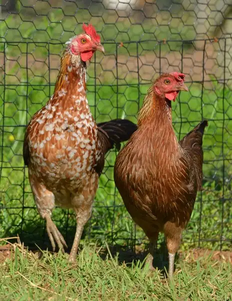 KETAWA NAINE