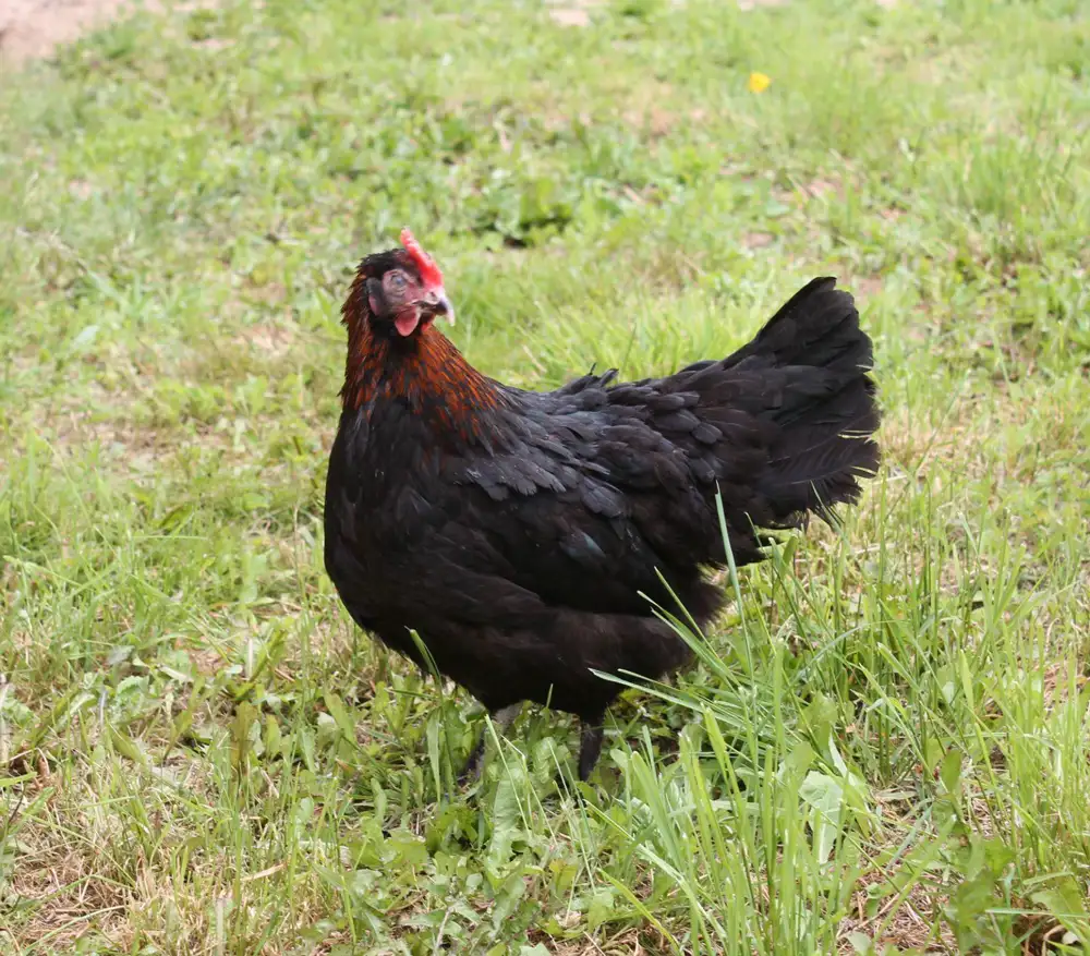 MARANS