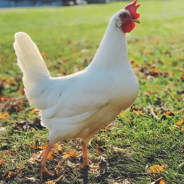LEGHORN