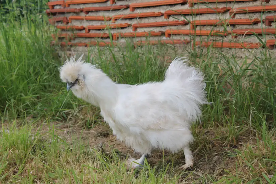 Poule de Soie