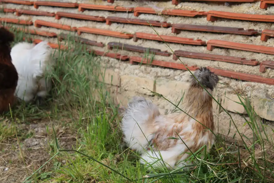 Poule de Soie