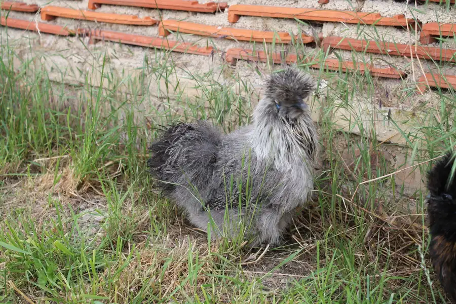 Poule de Soie