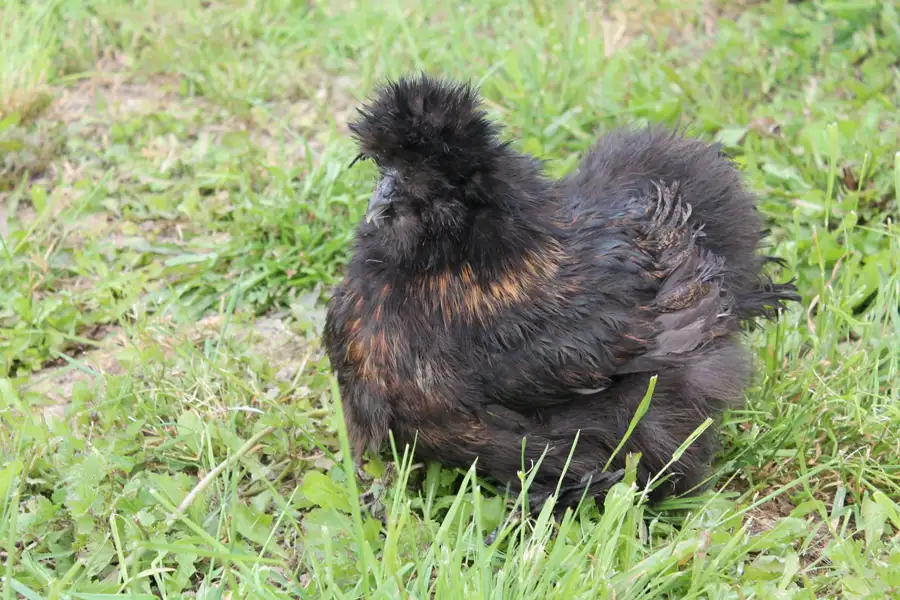 Poule de Soie