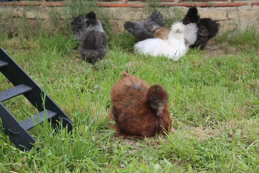 Poule de Soie