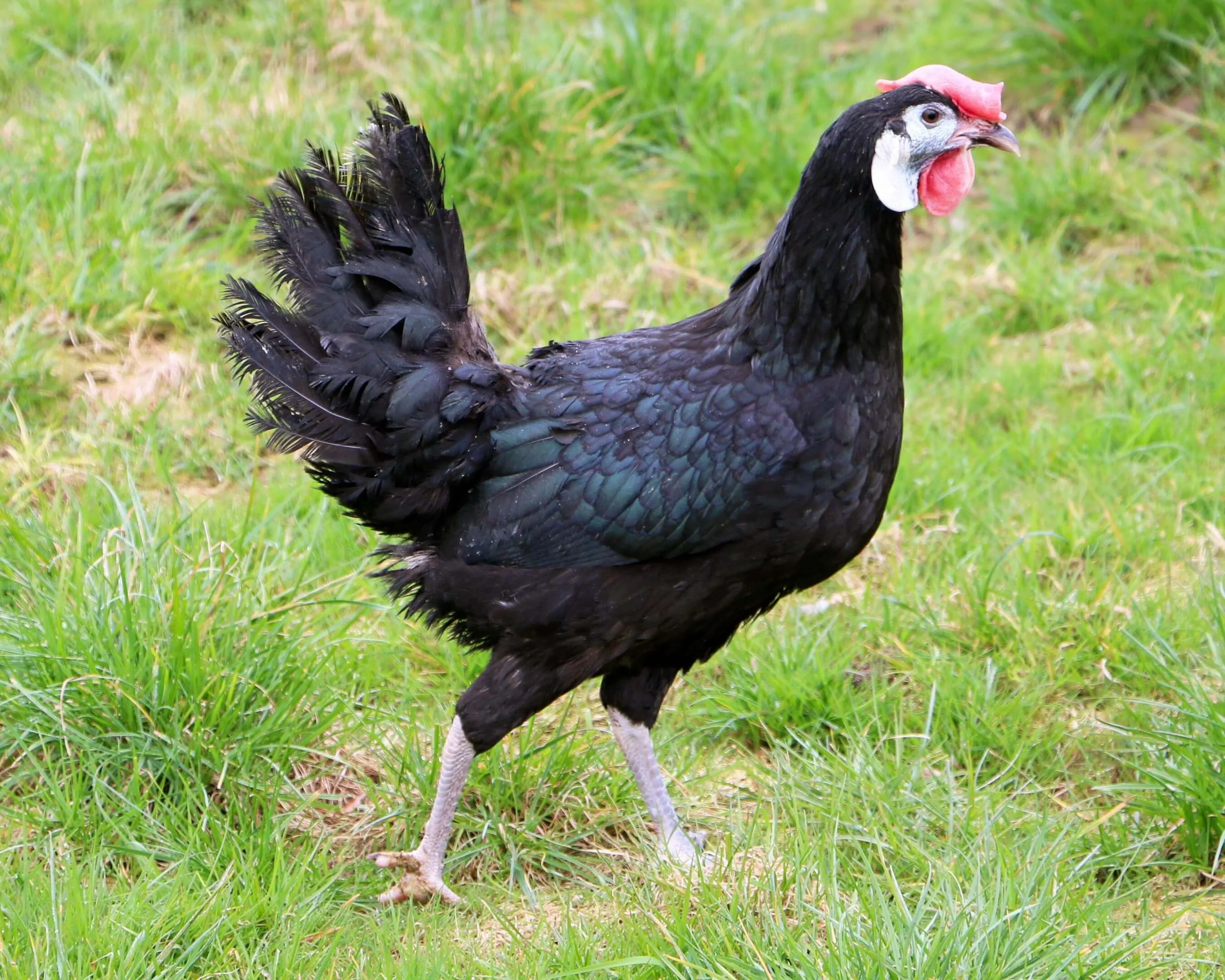 Espagnole à face blanche