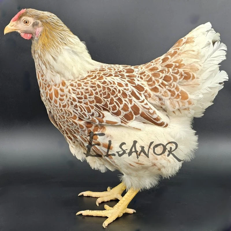 Wyandotte grande race