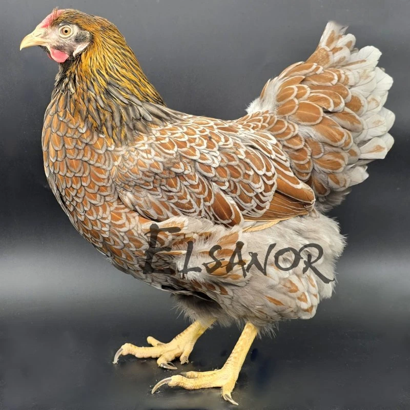 Wyandotte grande race