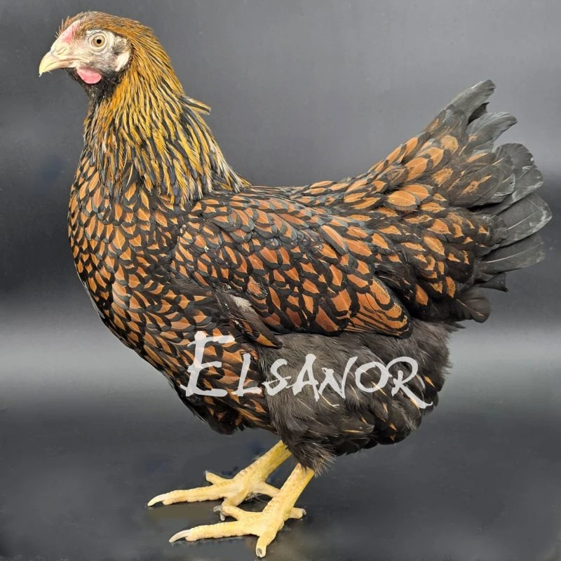 Wyandotte grande race